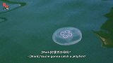 狼叔的皮划艇探险！观赏周边各种奇异的“海洋生物”