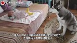 狗狗和宝宝合作偷零食，不料老妈突然过来了，狗狗的行为让人意外