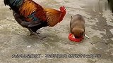 狗狗：大公鸡要抢我的饭，妈妈，我快顶不住了，快来救我！