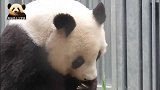 熊猫旦旦一如既往地头低低，乖乖吃零食，娇憨气质显露无疑