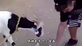 小山羊，你怎么喝上啤酒了，不吃草吗