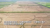 航拍光明崇明农场：上海春季造林进行时