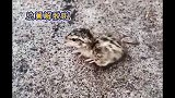 广东一只小小鸟被蛋壳盖住了脑袋，正无助时，幸亏遇到了好心路人