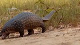 穿山甲是如何带宝宝的？一辈子难得一见，镜头记录全过程