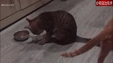 猫咪非要把碗里的猫粮给拨到地上，才会去吃起来，手抓饭就是香？