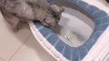 喵星人团子想玩水，看它好奇的样子太可爱了，都忍住别笑