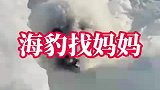 小海豹宝宝和妈妈走散，来到冰洞前不断呼唤
