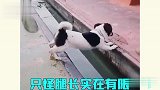 倒霉动物行为大赏，智商实属不太高