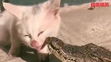 小奶猫跟鳄鱼抢食，来自血脉的压制，是鱼都归我管！