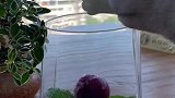 猫王：用葡萄做的葡萄冰，你们吃过吗，做一次吃半年