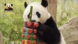 奶爸奶妈精心准备了炫丽水果冰套餐，熊猫贝贝吃得很过瘾，太萌了