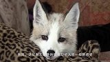 家养小狐狸，温顺可爱惹人爱，镜头记录全过程