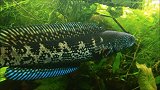 这种鱼如同蛇类，出现在我国各大水域，属于入侵物种吗？