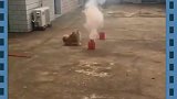 狗狗这次大开眼界，瞬间乐开了花，