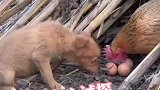 出生狗仔不怕鸡，小狗为了吃到鸡蛋，巧用调虎离山计