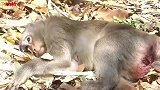 猴妈从树上掉下来，奄奄一息，连牛奶都吃不进去了，可怜啊