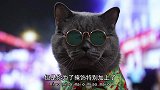 猫咪出演的《食神》，演技和星爷有的一拼