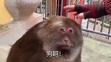 这猴子太搞笑了！游客一直莫它头！最后猴子反击了！