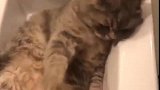 猫：都不给我小鱼干，凭啥要给你腾地方！