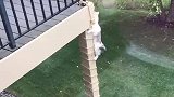 猫：铲屎官在家，我不敢走大门儿了！