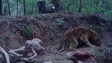 猛虎是不是玩不起，那好吧，打不过就加入！