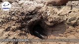 小伙河边发现“烂木头”，掀开乐得合不拢嘴，捉到许多大鲶鱼