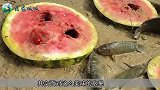 小伙用西瓜做诱饵捕鱼，一条条鱼直接窜出来，网友：大开眼界！