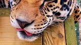 小可爱美洲豹野生动物园