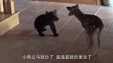 小鹿见到腼腆的熊崽，这是它们第一次见面，画面有点意思