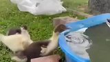 喝你的水那是给你面子