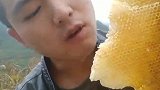 农村养蜂人吃蜂巢蜜，真懂得养生，一口下去里面的蜜都流出来了
