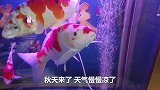 夏秋换季不让爱鱼感冒，学会这几个小妙招，一个秋天能长大5厘米