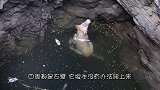 七旬老人徒手解救被困老虎，不料下一秒意外发生
