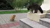 生活在公园里的橘猫跟小涴熊碰面，弥漫着一股火药味
