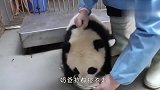 熊团子偷奶喝，结果被逮了个现行，接下来忍住别笑
