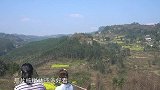 桃子姐深山挖野菜，外省人很少吃，四川人对它情有独钟
