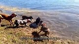 主人带一群猎犬上山，不料遇到了一头美洲狮，这下有好戏看了