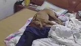 狗子躺在床上睡觉，男子见状怒打一巴掌