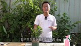 跟我这些步骤来，夏季蟹爪兰一定不会出现这种情况