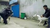 杜高和牧羊犬交战, 片刻就逃窜, 旁边的比特犬太坏了