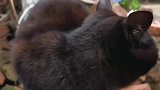 狸花猫走出门遛弯，跟着大哥走，绝对不迷路
