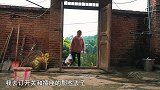 桃子姐买回两个猪耳，做一盘红油猪耳，一家人吃得津津有味
