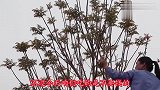 香椿芽新做法，不用炒，不用腌，洗一洗，搅一搅，比啥都好吃