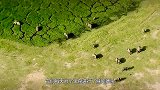 鬣狗同类相残，母鬣狗被同伴掏肛，场面极其惨烈
