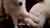 萌宠：两只萨摩耶为了一个毛绒玩具大打出手！说好的兄弟情深呢