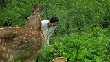 鹿碗儿：油炸土豆丝