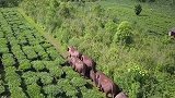 大象的旅行罕见的动物旅行