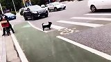 狗狗都知道走斑马线