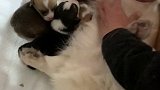 当遇到一个贪玩的狗妈妈……结局让人猝不及防