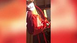 狗狗坐在包里，被主人吊上去，表情都已经看淡世俗了！